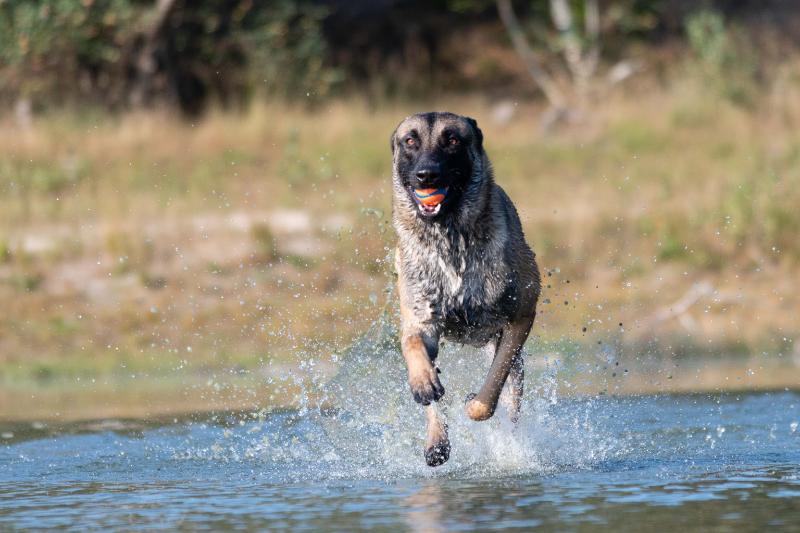 DSC_9407.jpg - Honden in actie