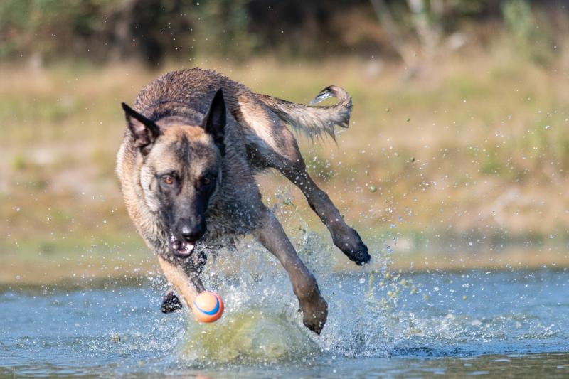 DSC_9414.jpg - Honden in actie