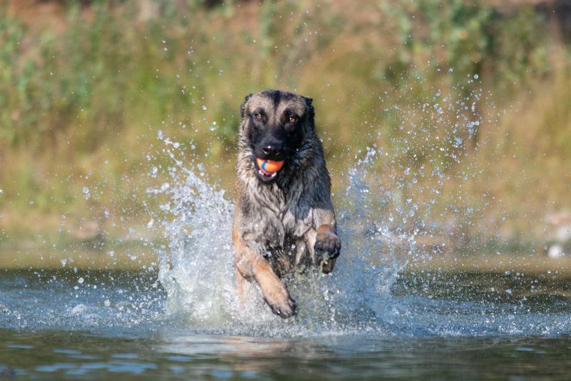 DSC_9474.jpg - Honden in actie