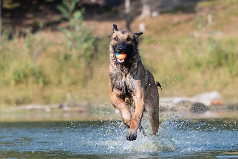 DSC_9507.jpg - Honden in actie