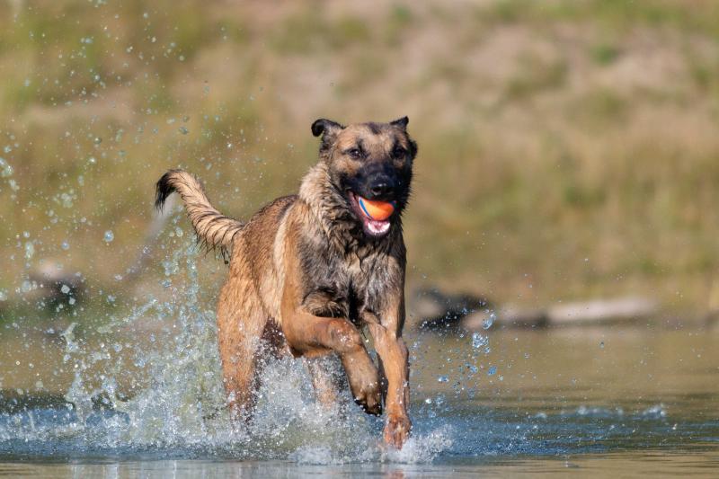 DSC_9598.jpg - Honden in actie