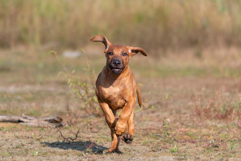 DSC_9646.jpg - Honden in actie