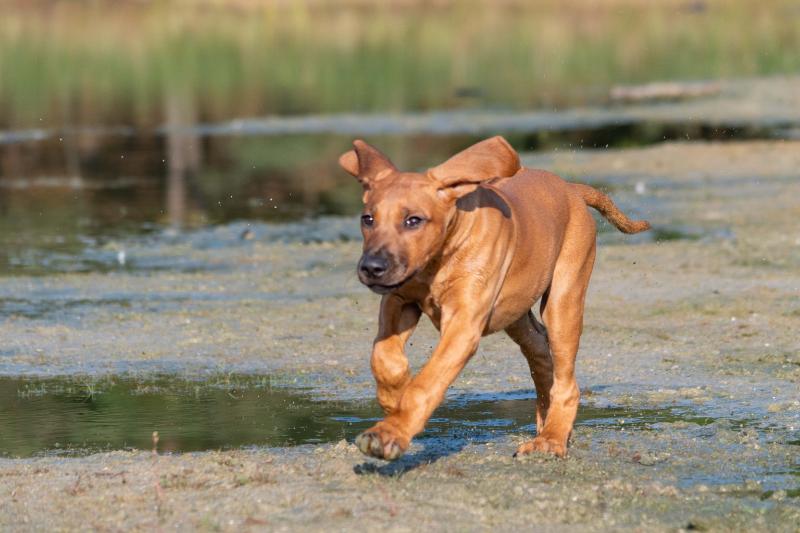 DSC_9657.jpg - Honden in actie