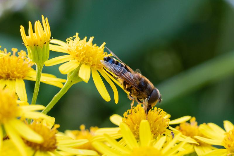 DSC_7155.jpg - Loo natuurtuin