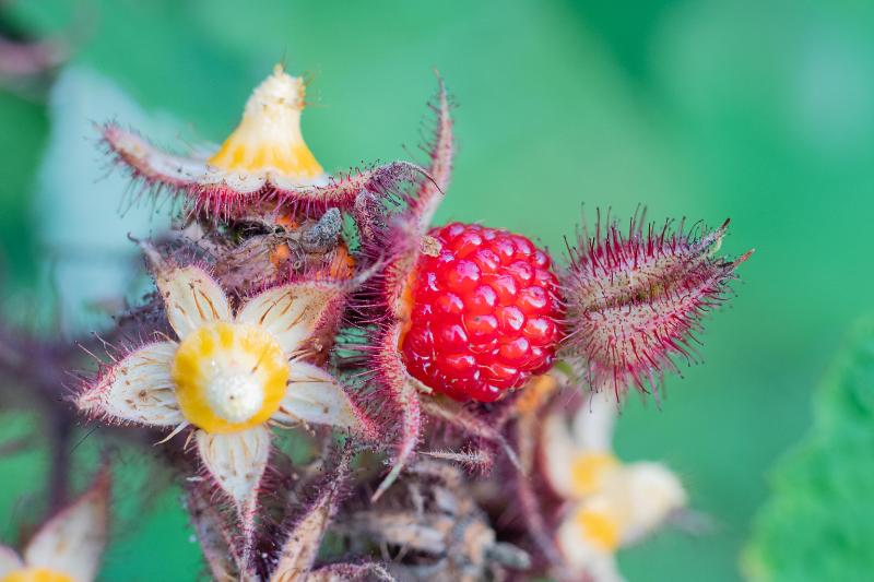 DSC_7185.jpg - Loo natuurtuin