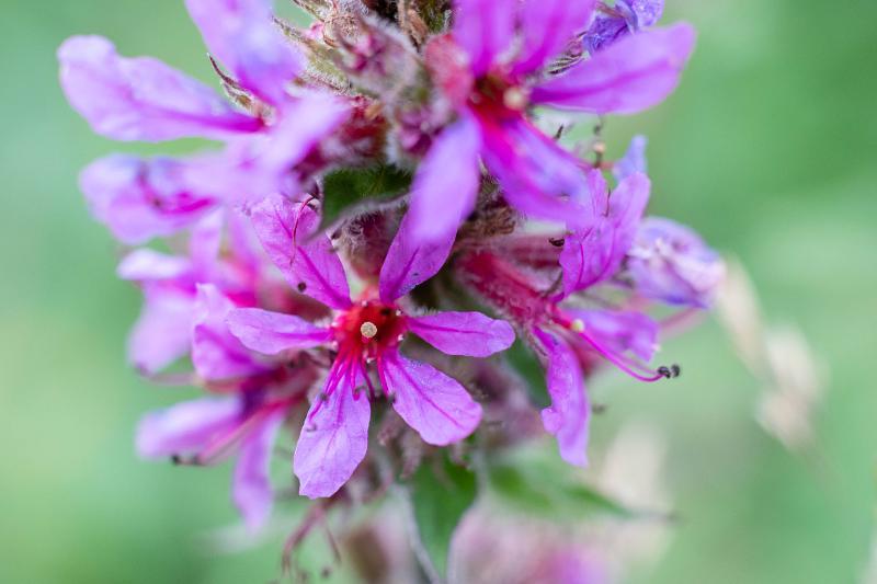 DSC_7200.jpg - Loo natuurtuin