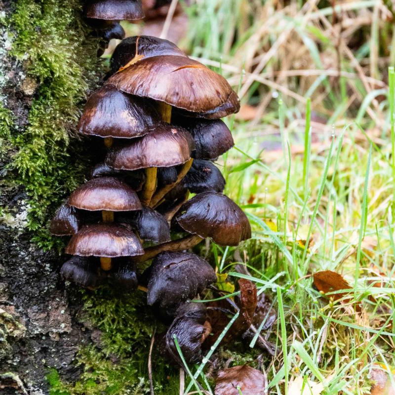 DSC_0050.jpg - Paddestoelen