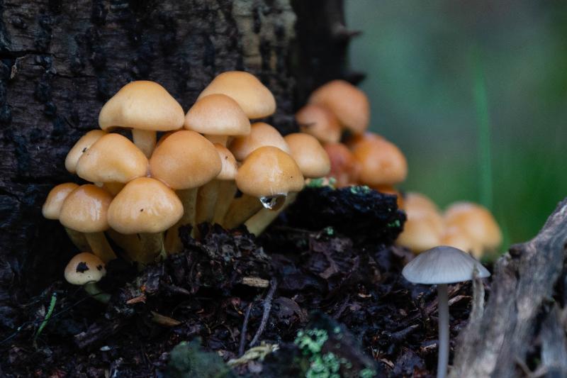 DSC_0063.jpg - Paddestoelen