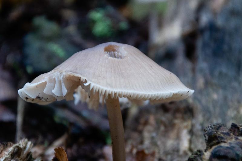 DSC_0065.jpg - Paddestoelen