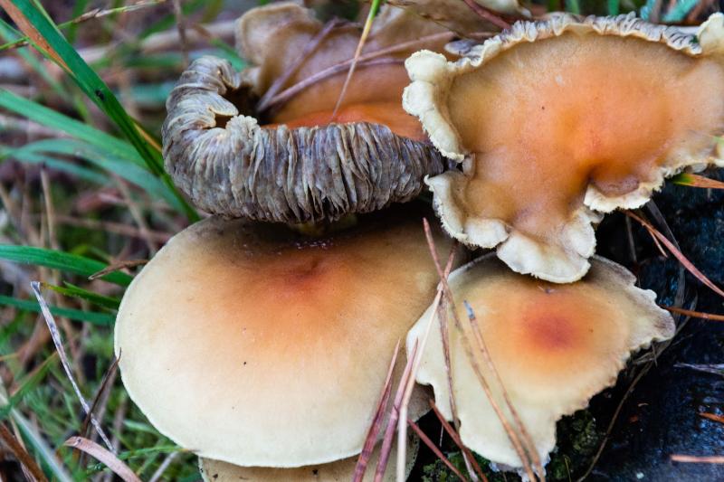 DSC_0247.jpg - Paddestoelen