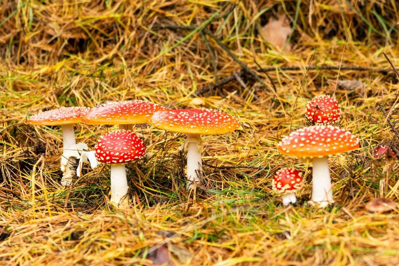 DSC_9071.jpg - Paddestoelen