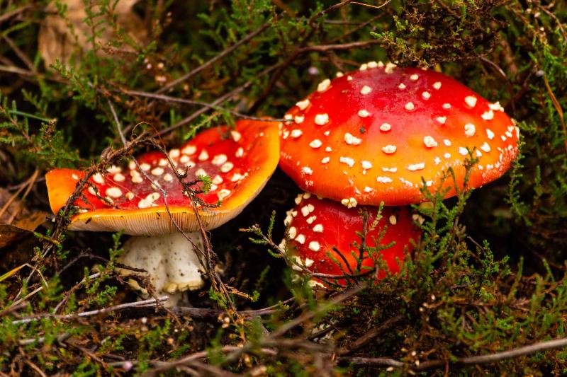 DSC_9117.jpg - Paddestoelen