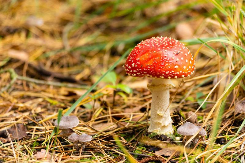 DSC_9140.jpg - Paddestoelen