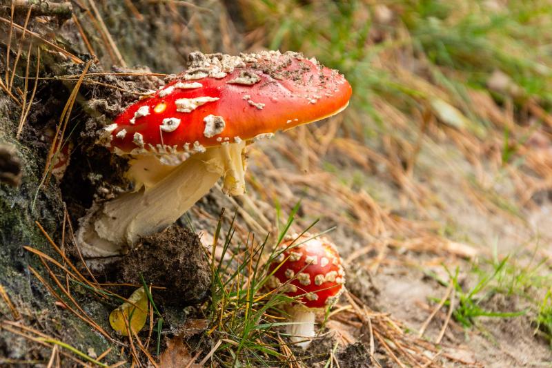 DSC_9495.jpg - Paddestoelen