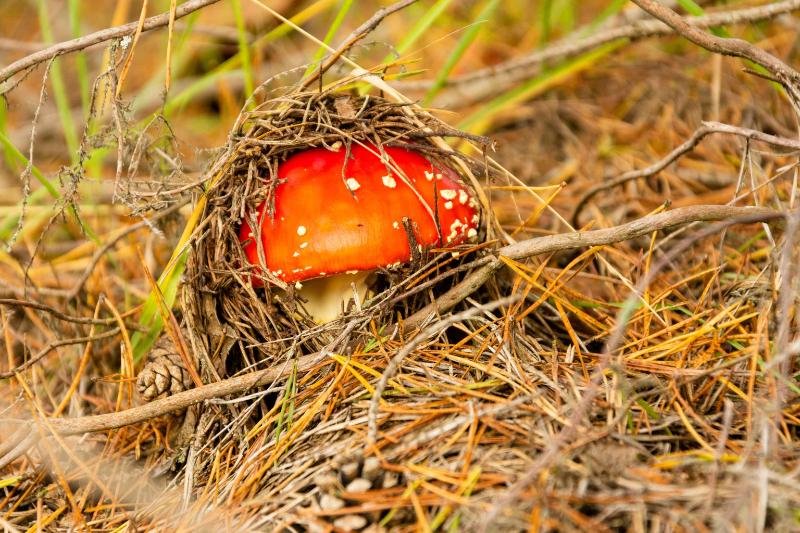 DSC_9512.jpg - Paddestoelen