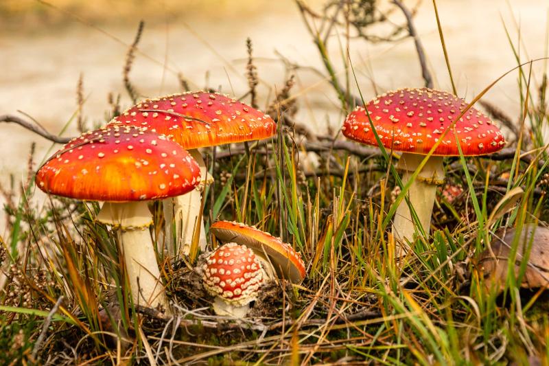 DSC_9520-bewerkt.jpg - Paddestoelen