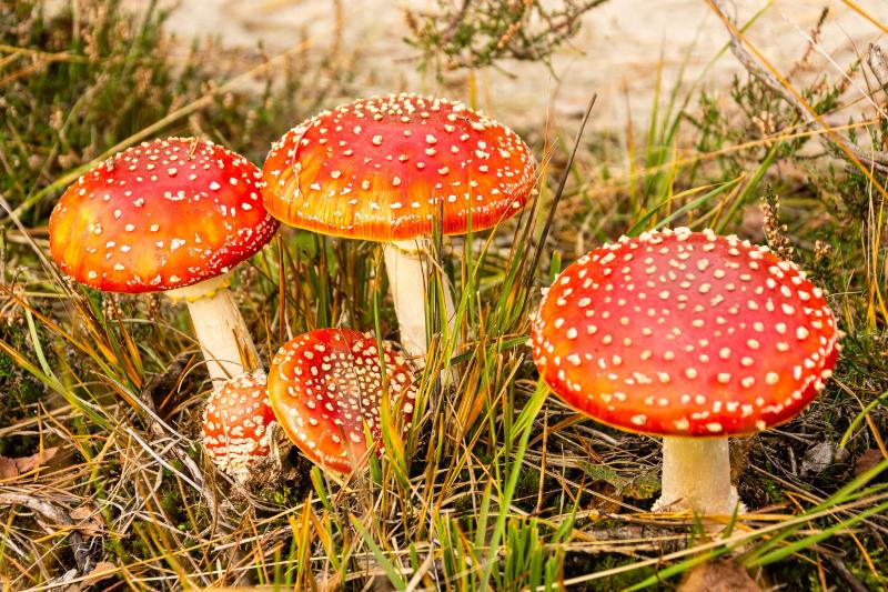 DSC_9524-bewerkt.jpg - Paddestoelen