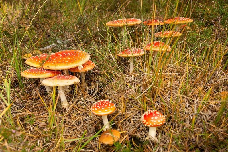 DSC_9543.jpg - Paddestoelen