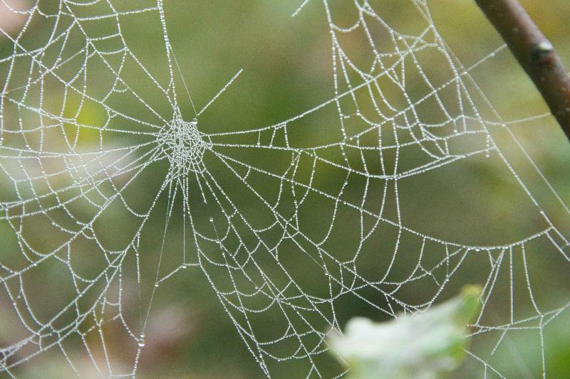 DSC_8307-bewerkt-bewerkt.jpg - Weerterbos in de mist