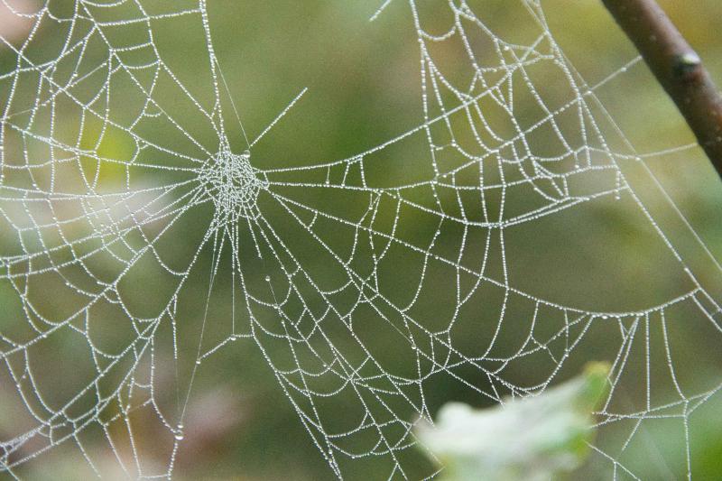 DSC_8307-bewerkt-bewerkt.jpg - Weerterbos in de mist