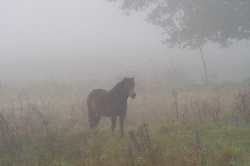 DSC_8478.jpg - Weerterbos in de mist