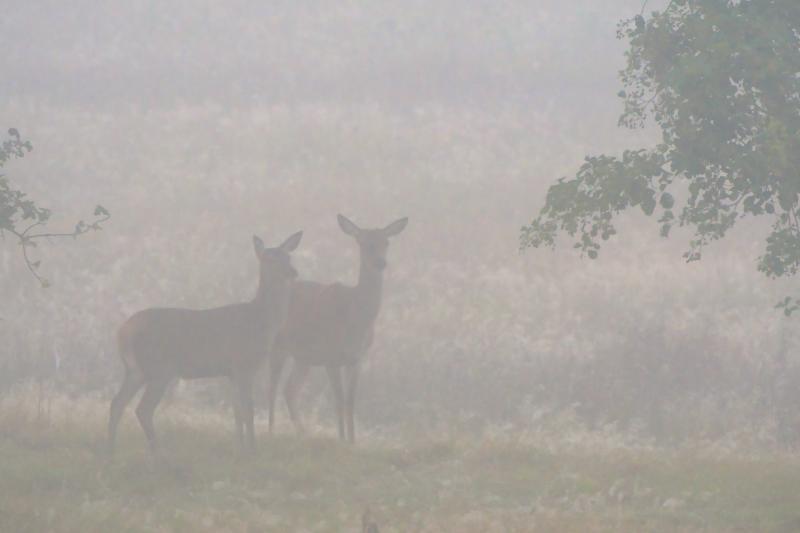 DSC_8518.jpg - Weerterbos in de mist