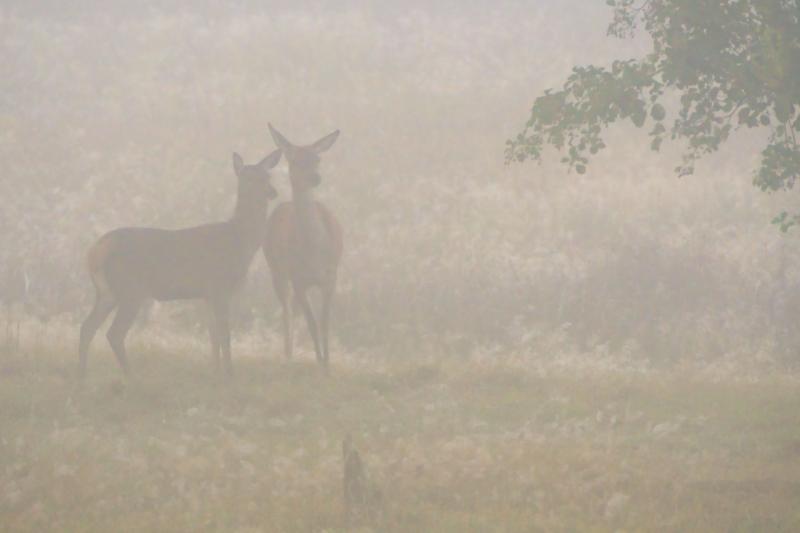 DSC_8523.jpg - Weerterbos in de mist