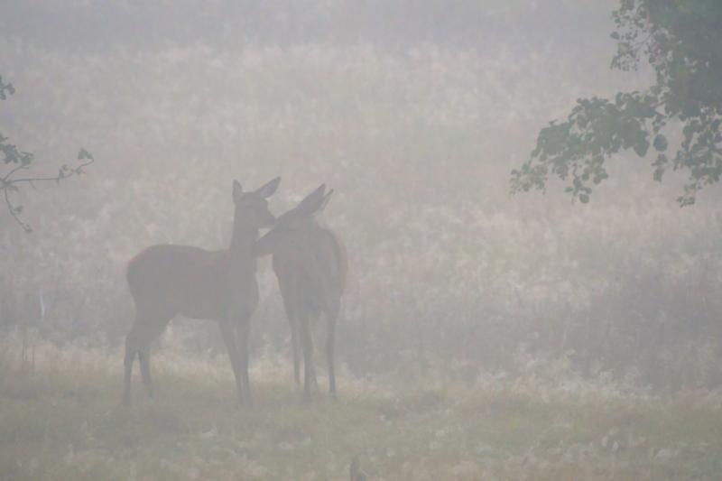 DSC_8537.jpg - Weerterbos in de mist