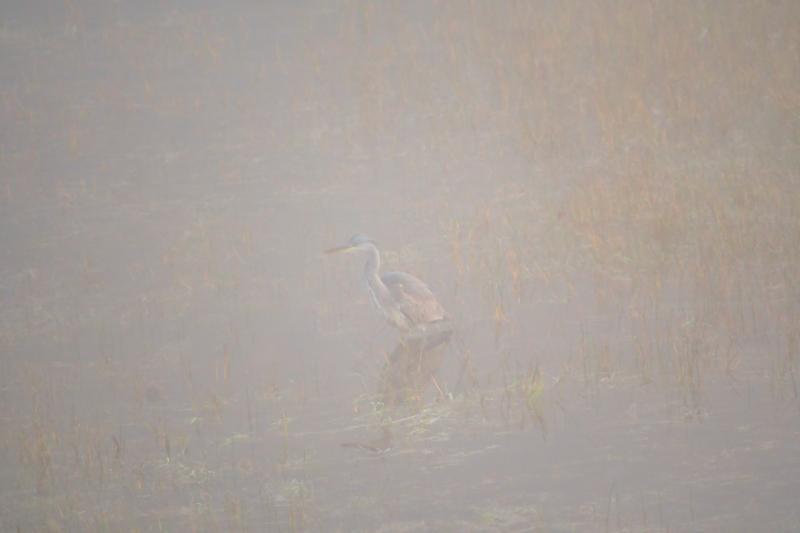 DSC_8559.jpg - Weerterbos in de mist