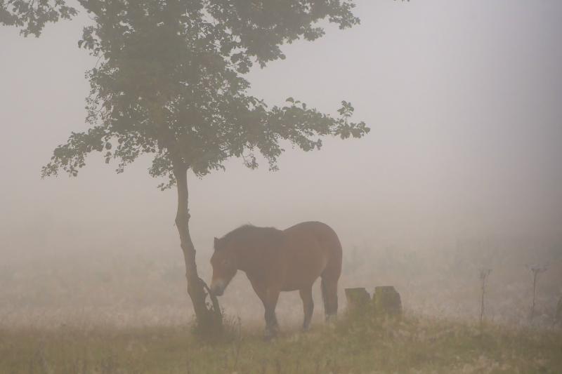 DSC_8574.jpg - Weerterbos in de mist