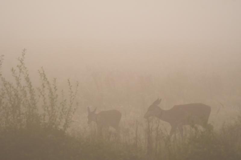 DSC_8582.jpg - Weerterbos in de mist