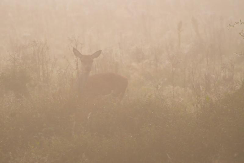 DSC_8588.jpg - Weerterbos in de mist