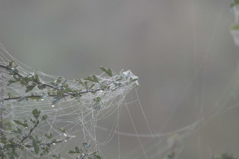 DSC_8603.jpg - Weerterbos in de mist