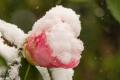 Bloesems in de sneeuw