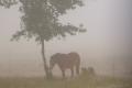 Weerterbos in de mist