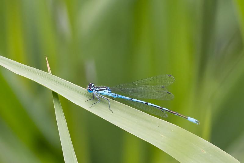 DSC_4592-bewerkt.jpg - Blauwe waterjuffer