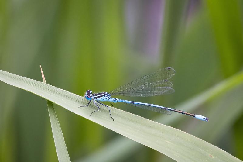 DSC_4594-bewerkt.jpg - Blauwe waterjuffer