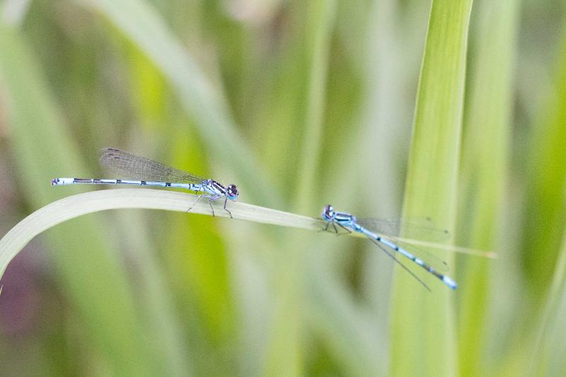 DSC_8755.jpg - Blauwe waterjuffer