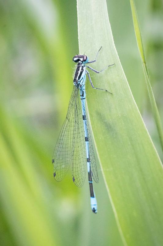 DSC_8930-bewerkt.jpg - Blauwe waterjuffer