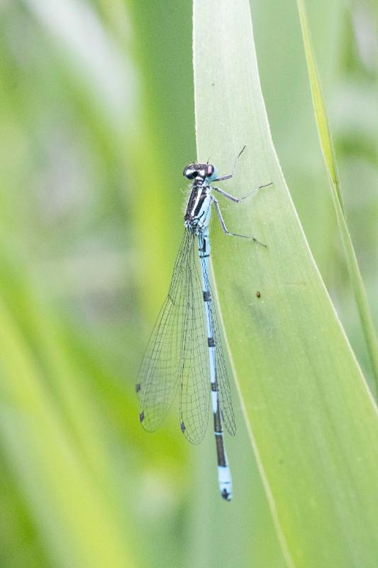 DSC_8931.jpg - Blauwe waterjuffer