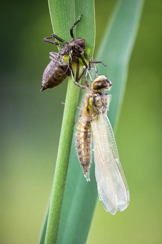 DSC_4657-bewerkt.jpg - Uitsluiper Libellen