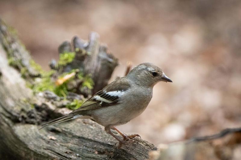 DSC_8066.jpg - Vogels