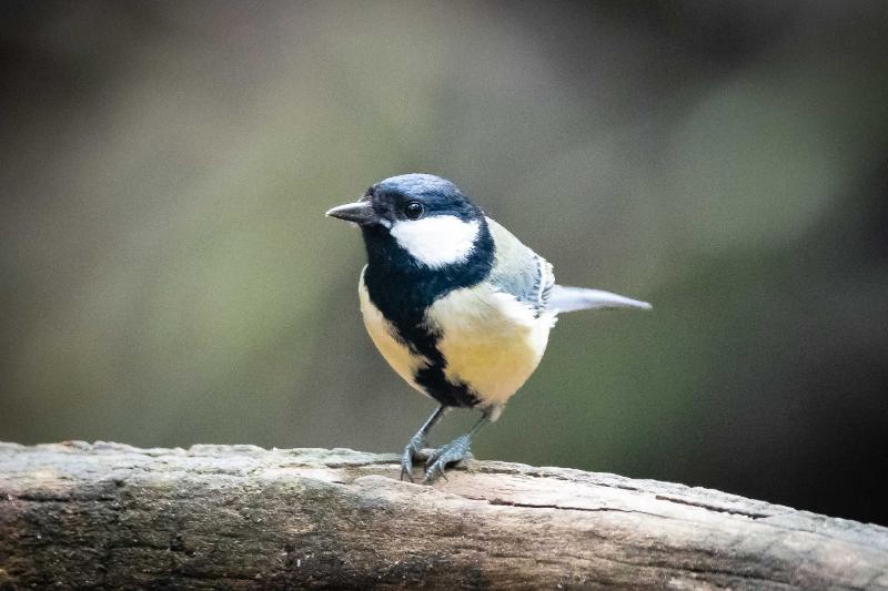 DSC_8096.jpg - Vogels