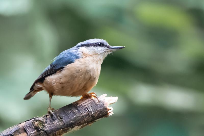 DSC_8145-bewerkt.jpg - Vogels