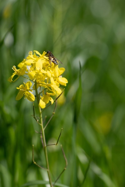 bdMichel - bloem achtergrond-8654.JPG - Michel