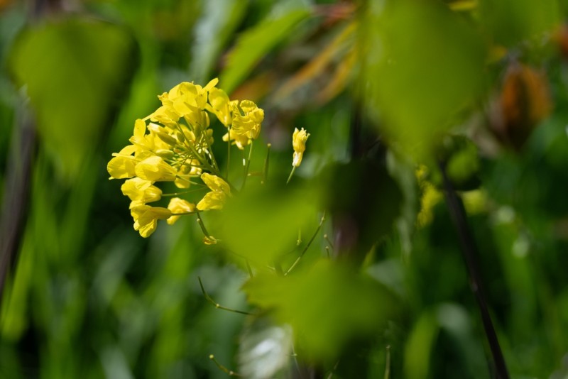 bdMichel - bloem door blad-8673.JPG - Michel