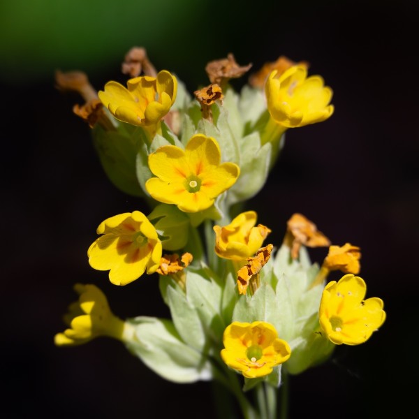 bdTon Sleutelbloem in de zon.JPG - Ton