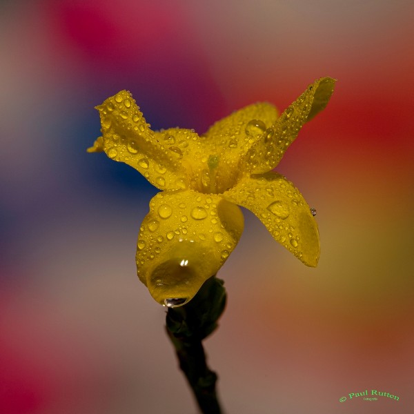bdPaul creatieve fotografie (1).JPG - Paul