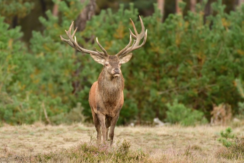 bdMieke veluwe 23 1.JPG - Mieke