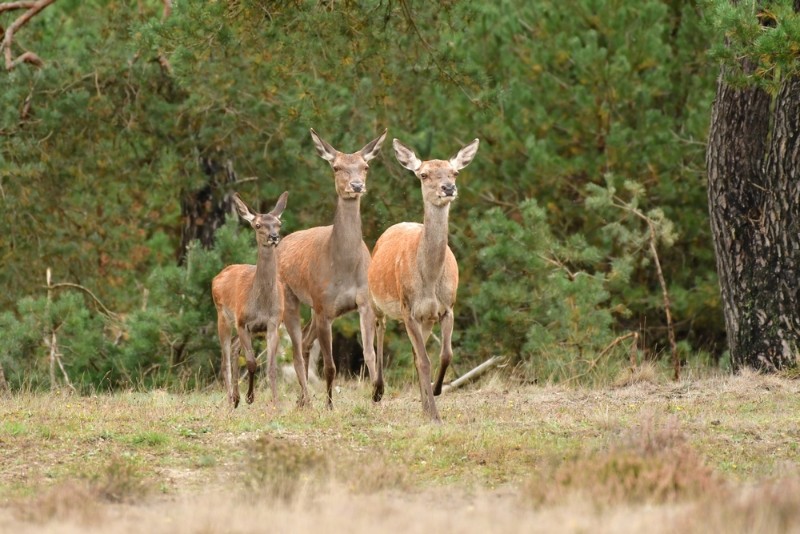 bdMieke veluwe 23 2.JPG - Mieke